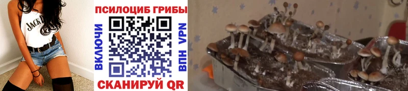 Галлюциногенные грибы GOLDEN TEACHER  Купить где  Могоча 
